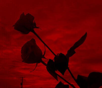 red monochromatic aesthetic of two dark roses in front of a bright cloudy sky
